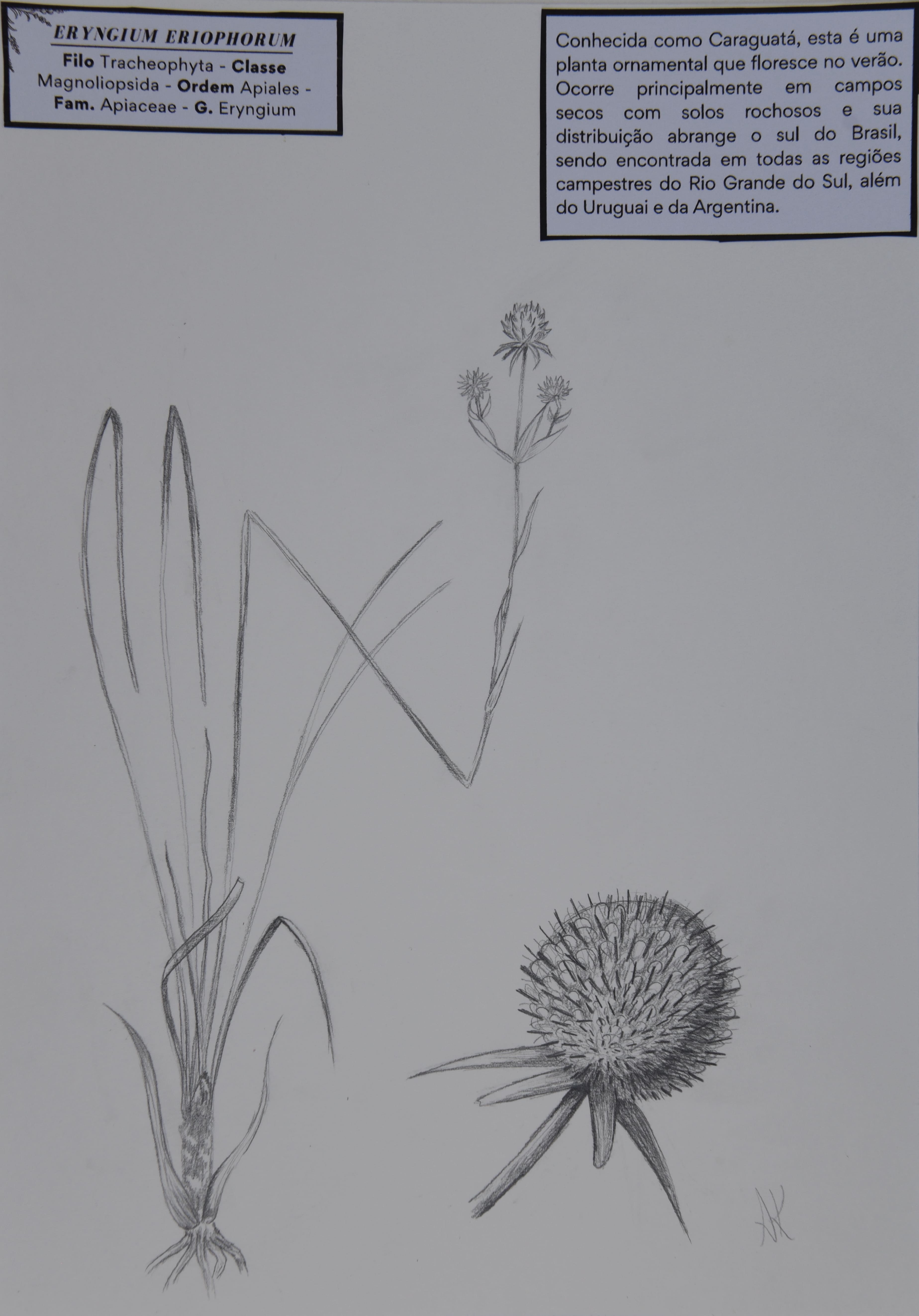 Obra 37 - Caraguatá